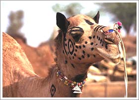 Nagaur Fair Jodhpur