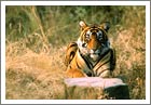 Ranthambore National Park, Tiger Reserve Rajasthan