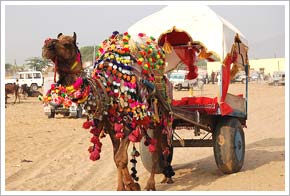 Pushkar Fair Tour