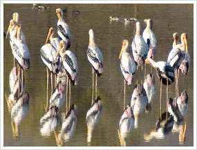 Sariska National Park